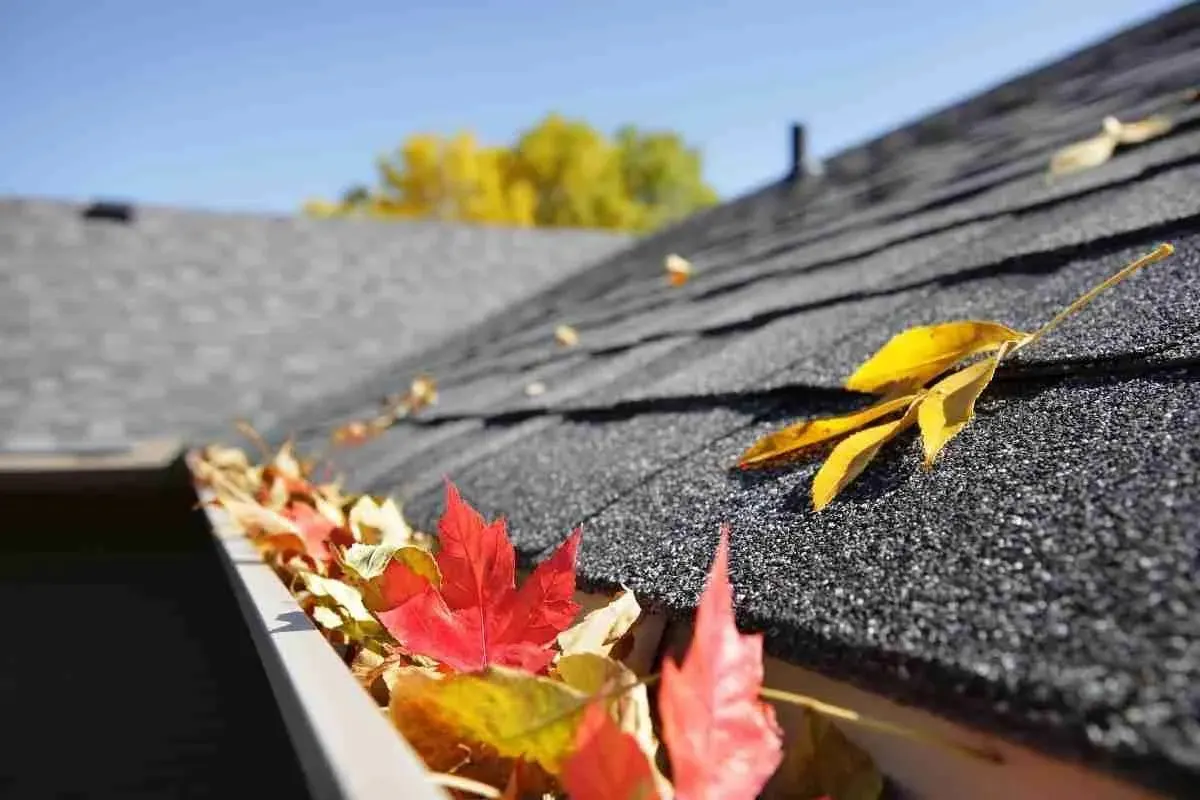 Close view of a shingle roof edge with fallen autumn leaves in the gutter