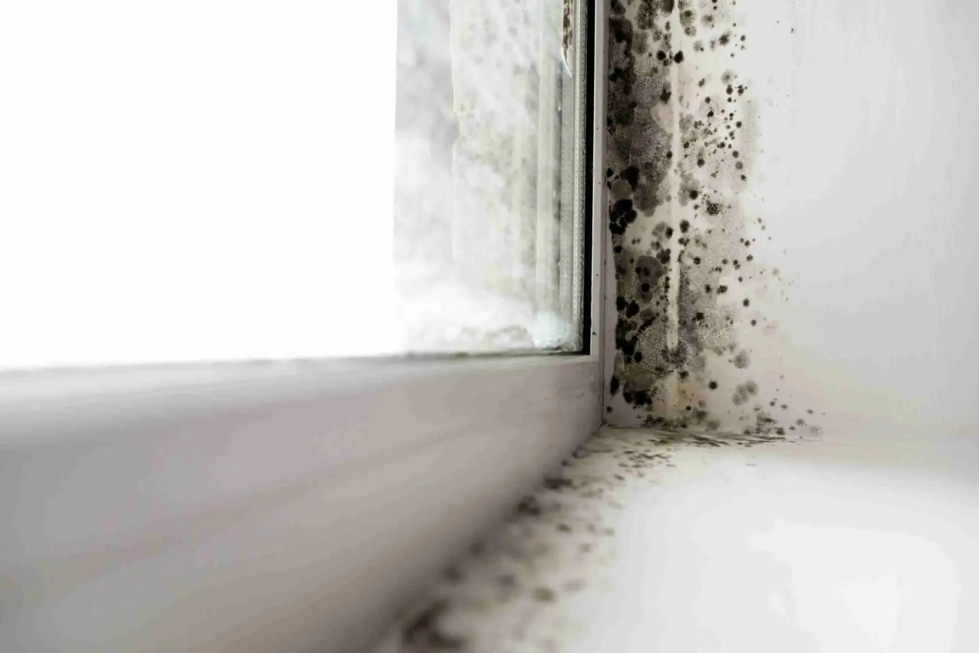 Black mold growing in the corner of a window frame
