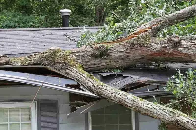 Fallen tree limb crushing the roof of a house