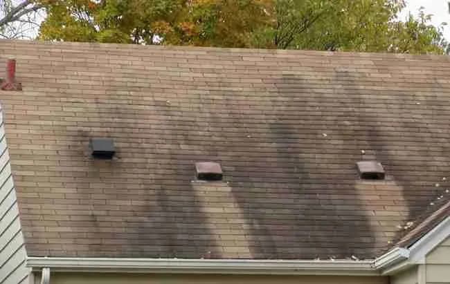 Shingle roof with dark algae streaks and roof vents